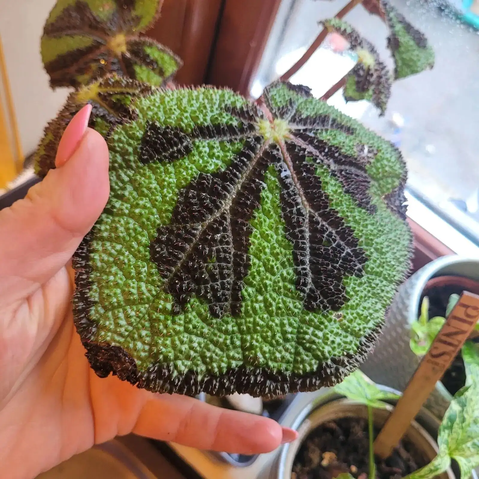 iron cross begonia leaf scorch