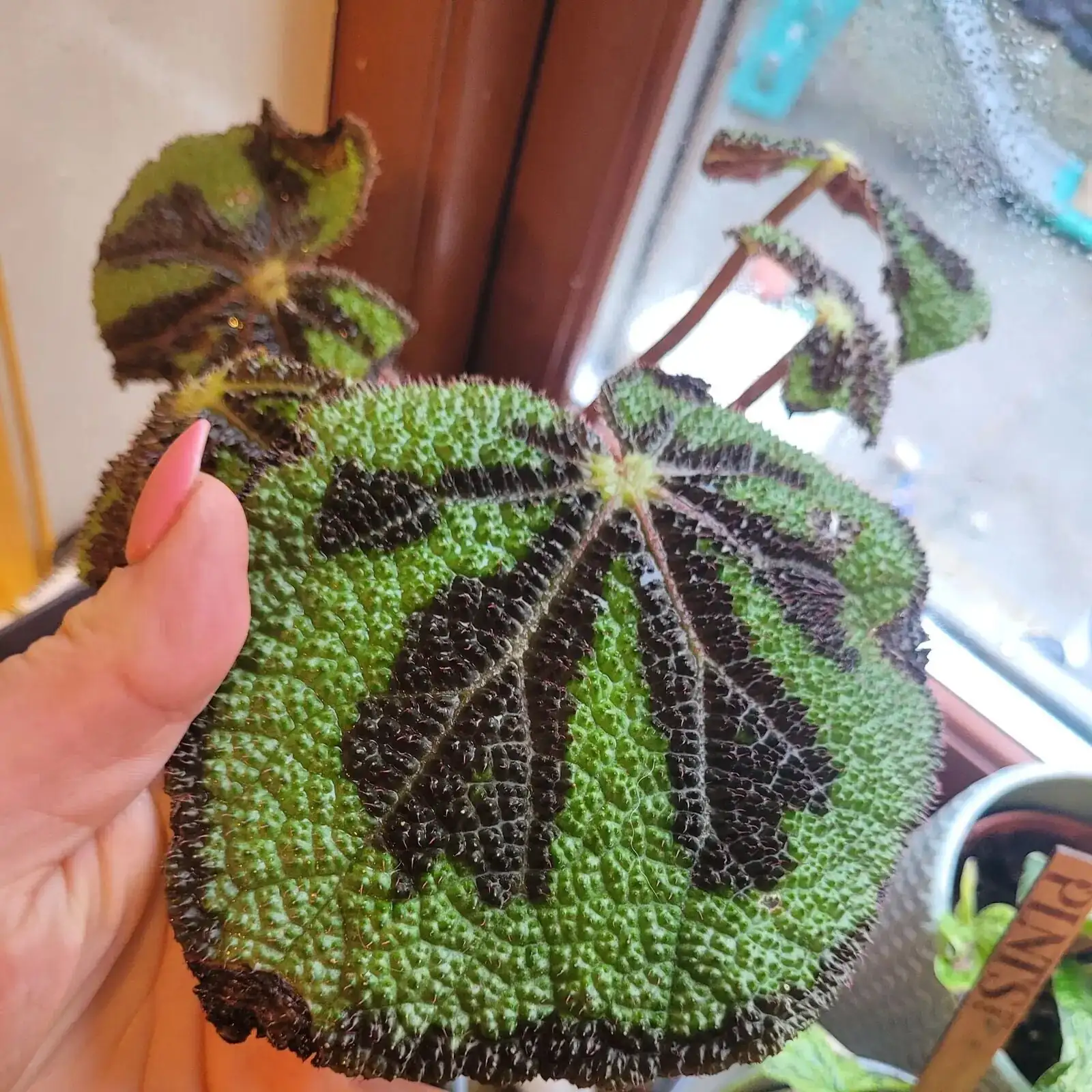 iron cross begonia window light