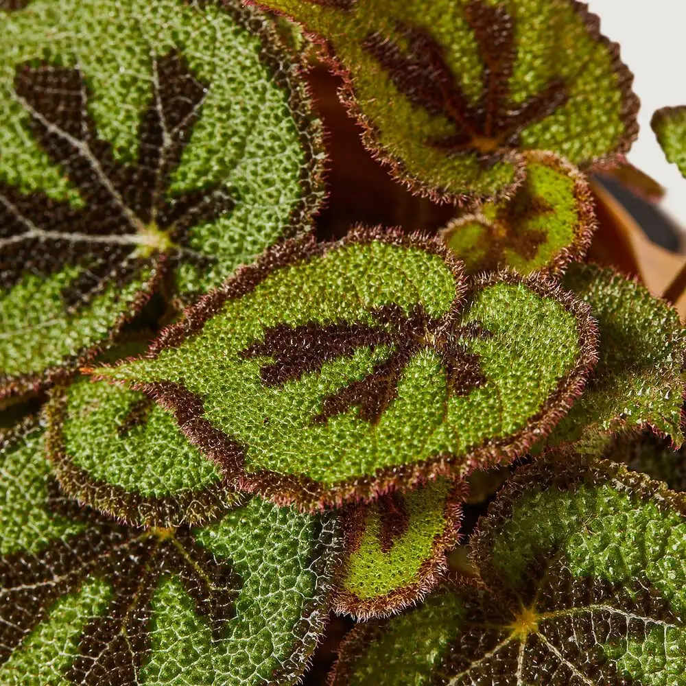 iron cross begonia shade garden