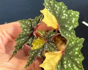 iron cross begonia leaf cutting