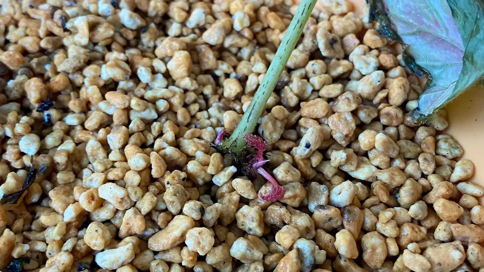 iron cross begonia propagation tray