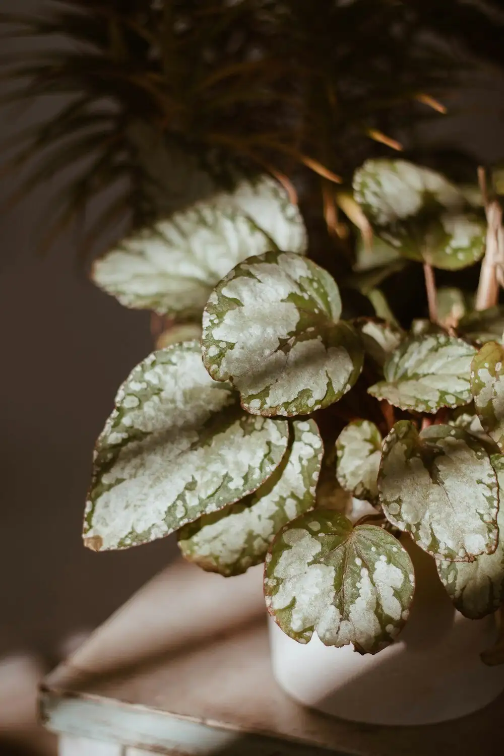 iron cross begonia leaf cutting