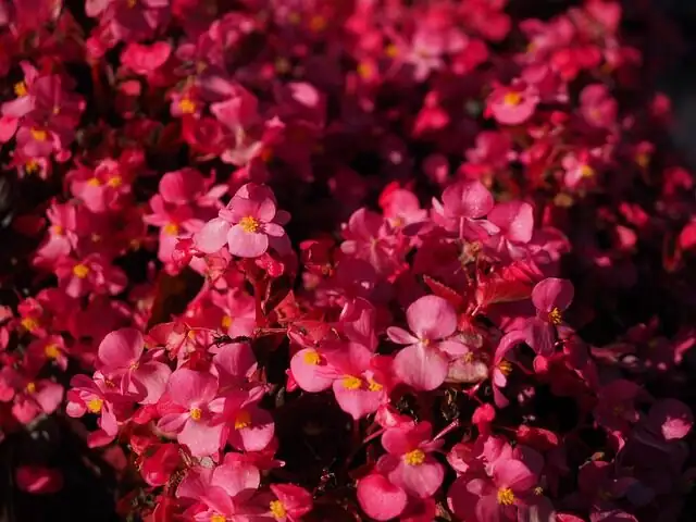 iron cross begonia humidity misting