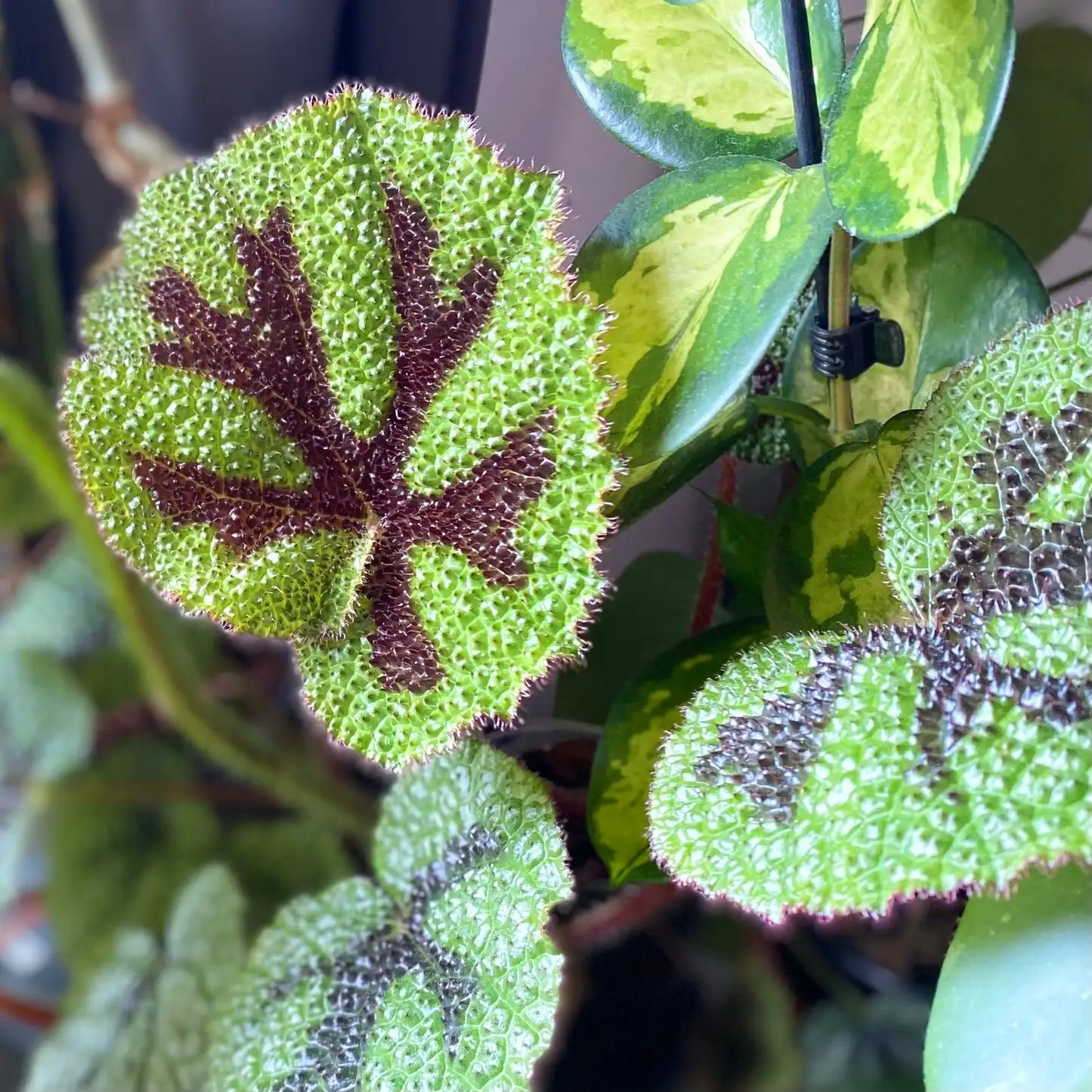 iron cross begonia nursery selection