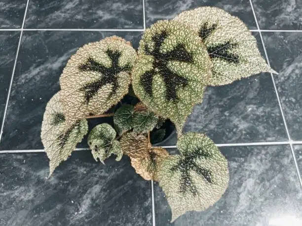 iron cross begonia bright window shelf