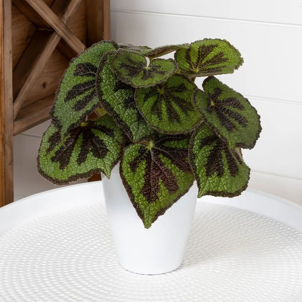 Iron Cross Begonia bright windowsill