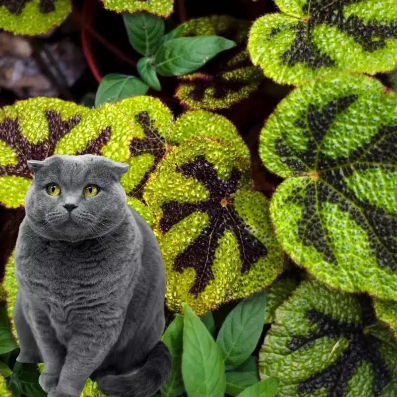 Iron Cross Begonia cat sniffing