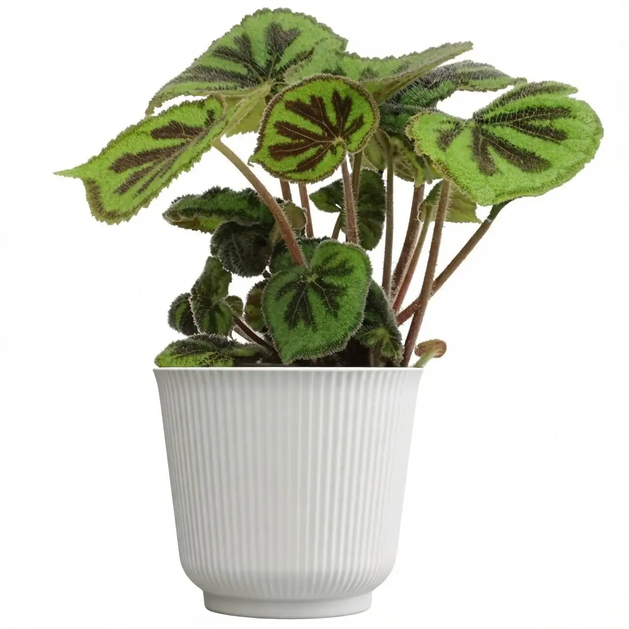 Iron Cross Begonia in glass cabinet