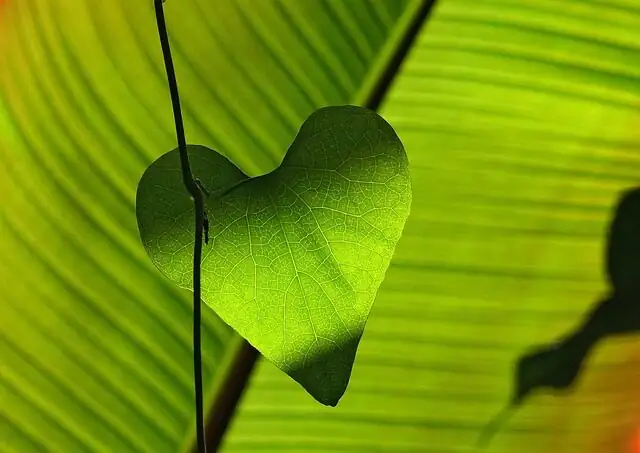 begonia masoniana hand shadow test window