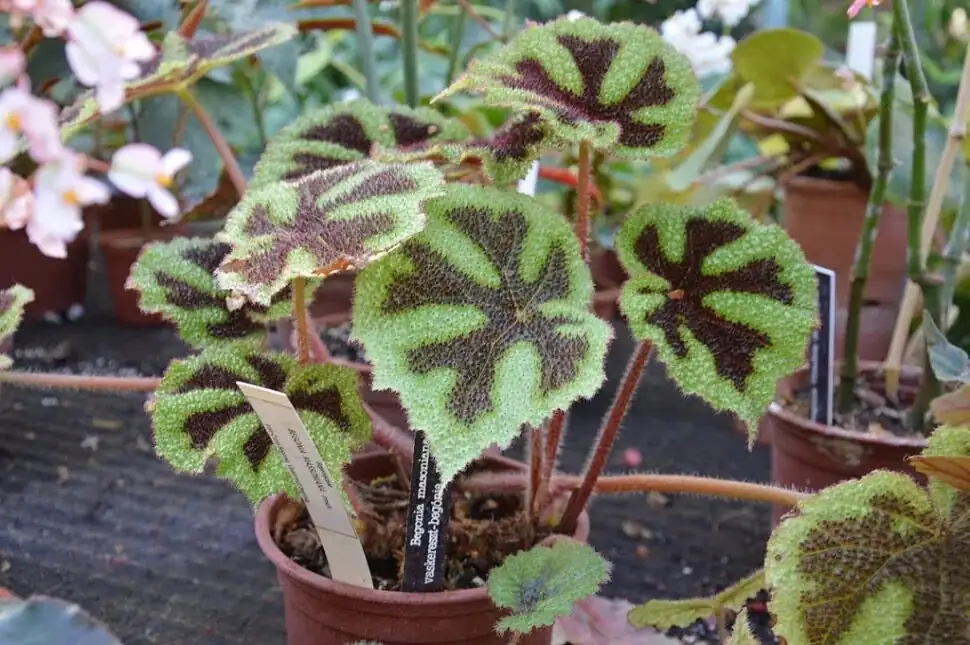 begonia masoniana potting mix repotting