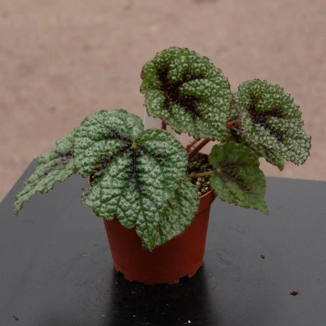 begonia masoniana watering soil