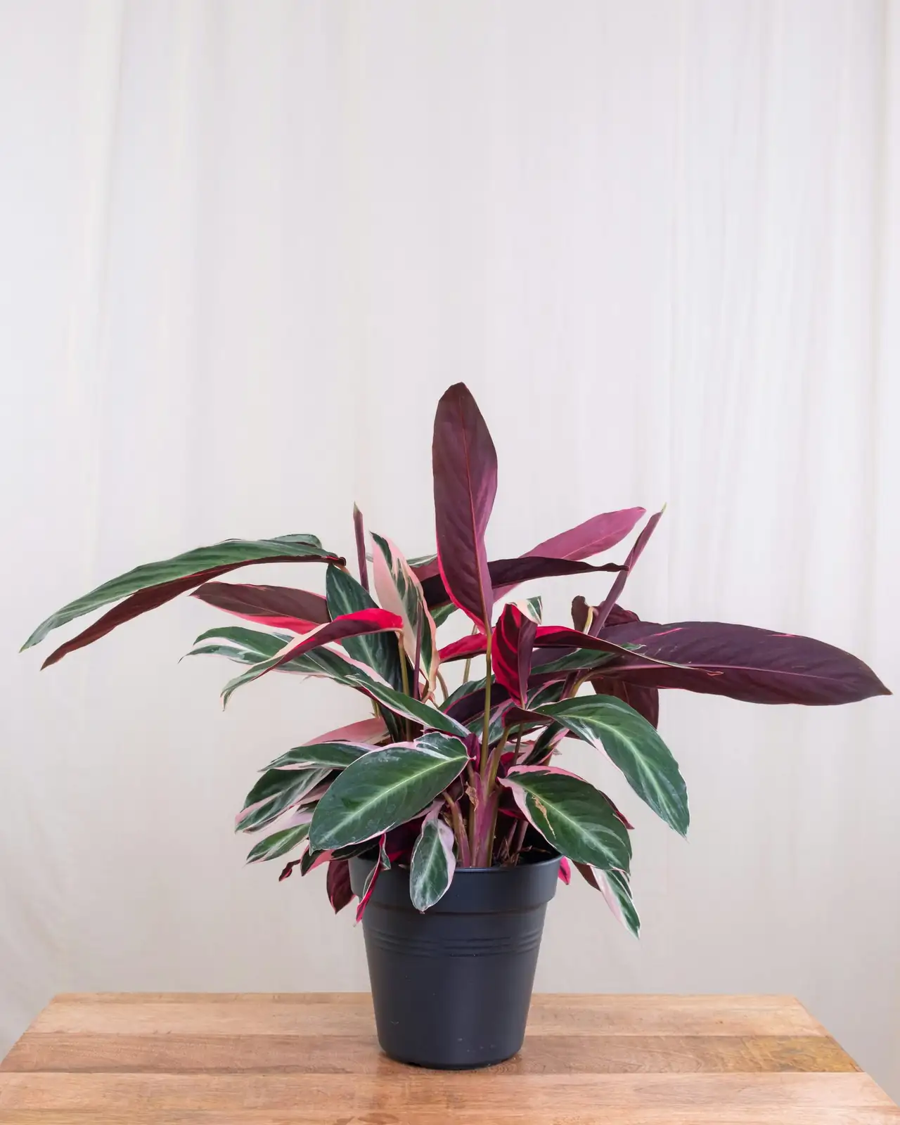 calathea roseopicta pebble tray humidifier