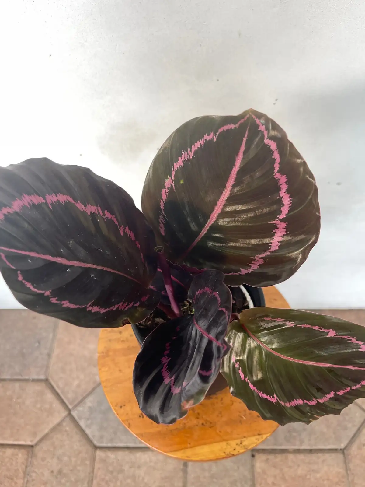 calathea roseopicta watering around pot
