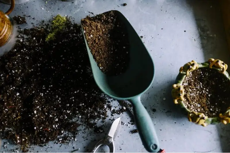 calathea roseopicta potting mix ingredients