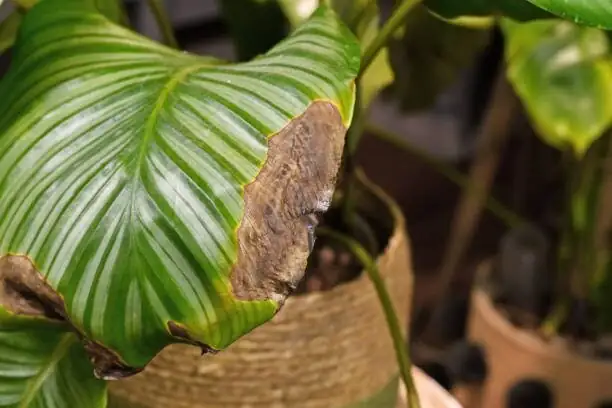 calathea roseopicta yellow leaf close up