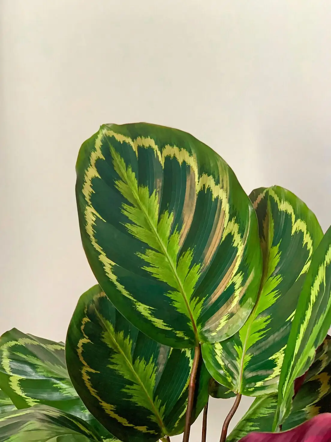 calathea roseopicta cotton swab cleaning