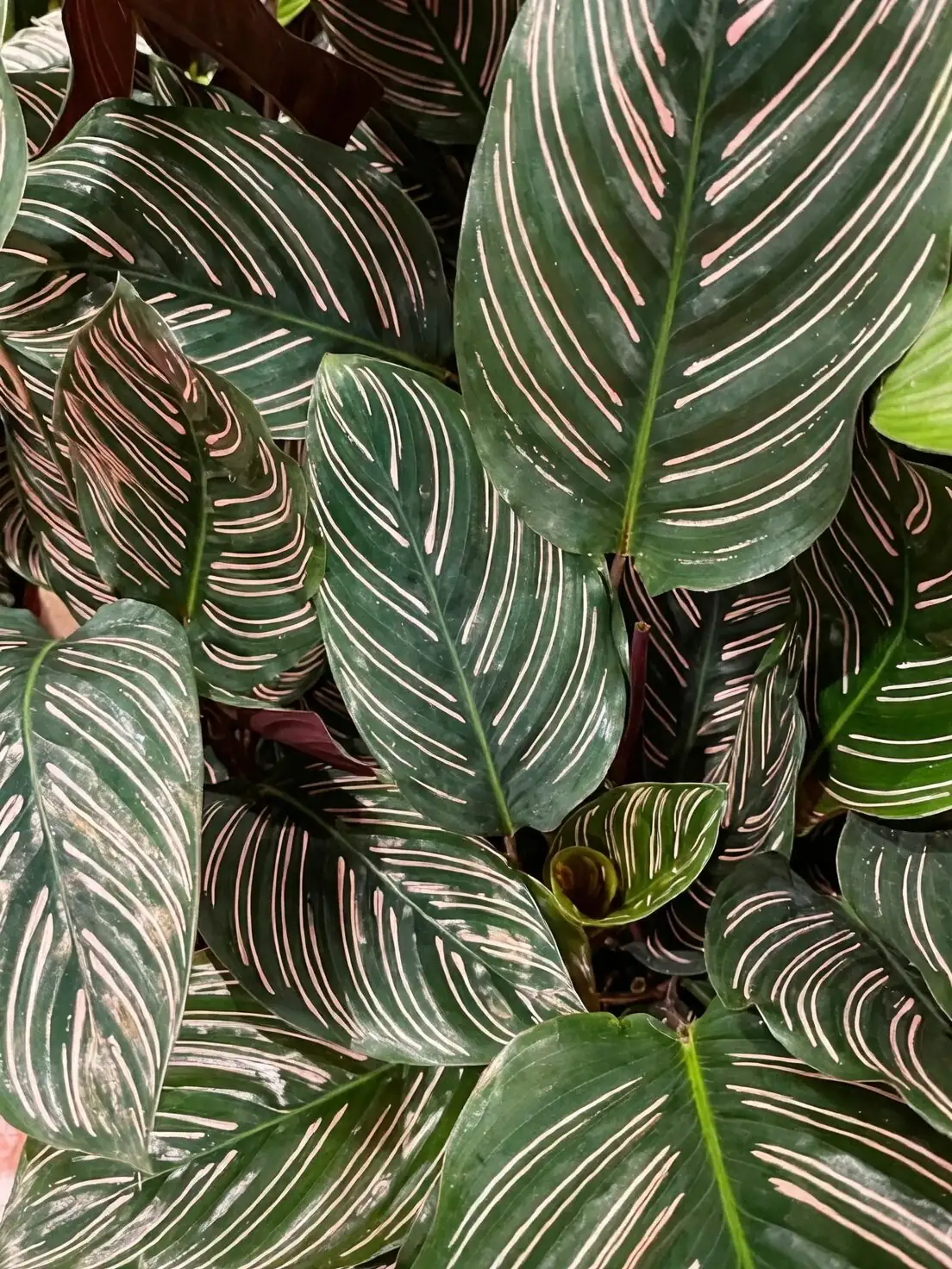 calathea roseopicta rainforest understory