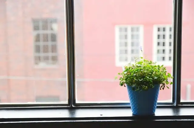 calathea roseopicta clumping pot window