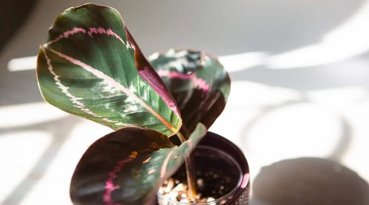 calathea roseopicta pulvinus close-up