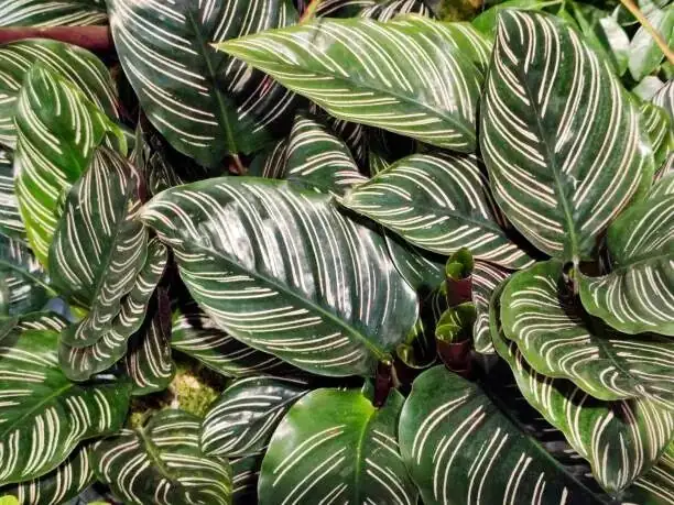 calathea roseopicta top view rosette