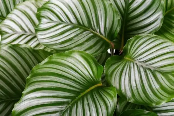 calathea roseopicta leaves upright dusk