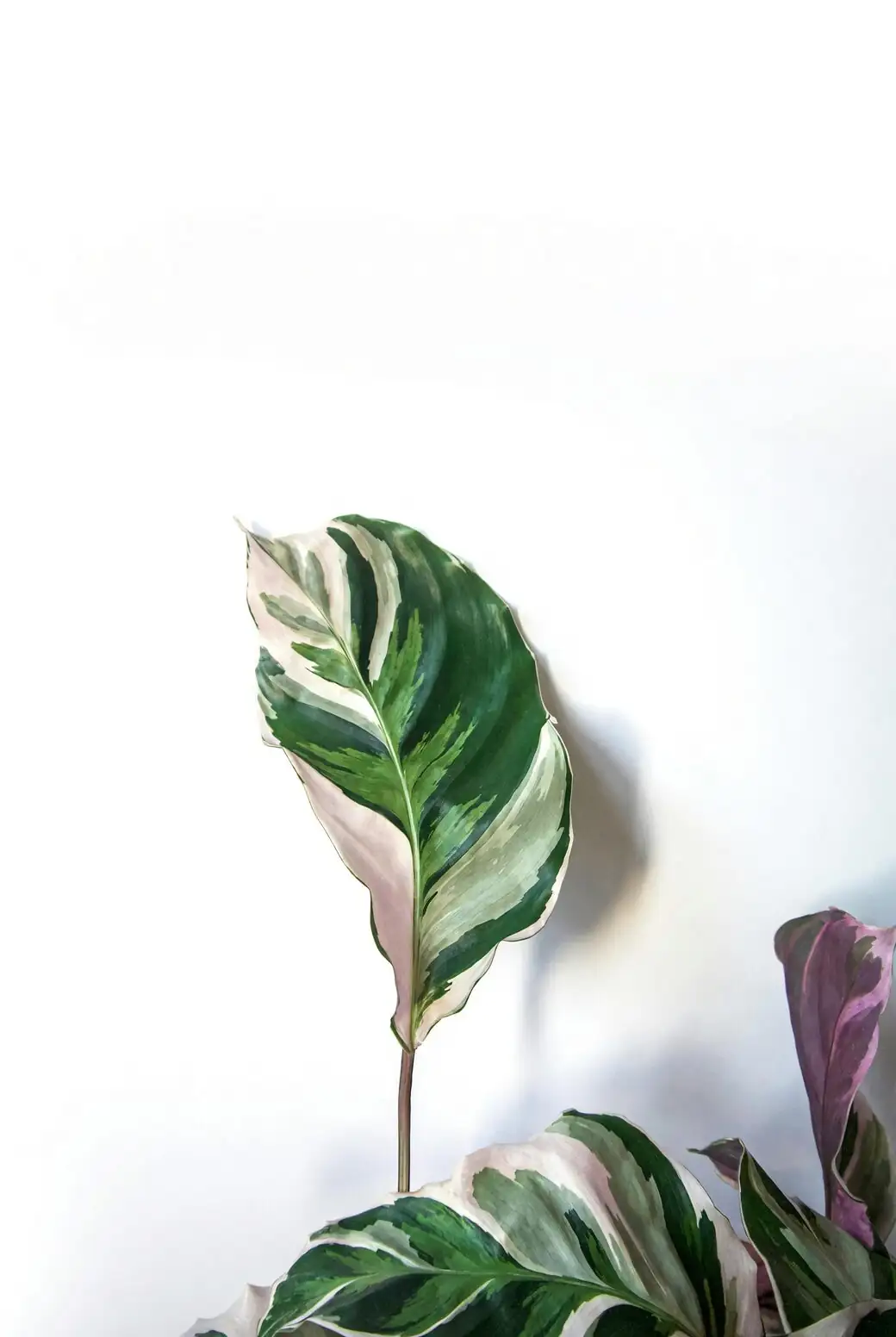 calathea roseopicta bright indirect light