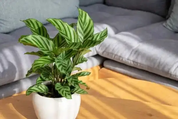 calathea roseopicta living room corner
