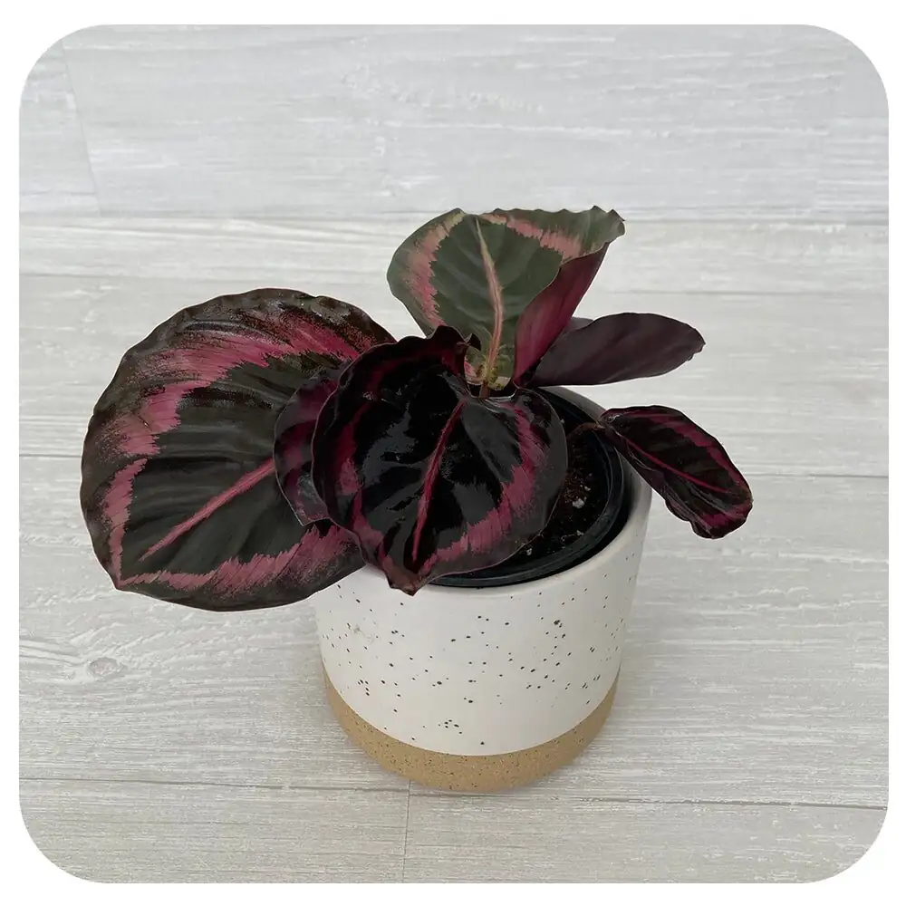 calathea roseopicta gift pot card