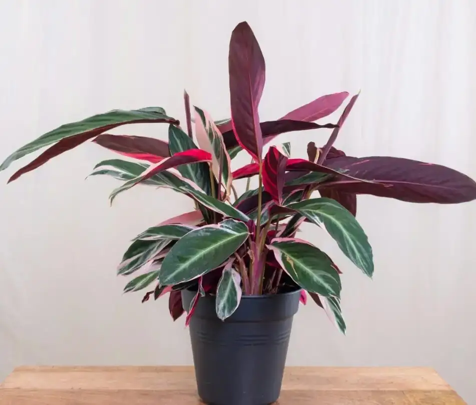 calathea roseopicta east window sheer curtain