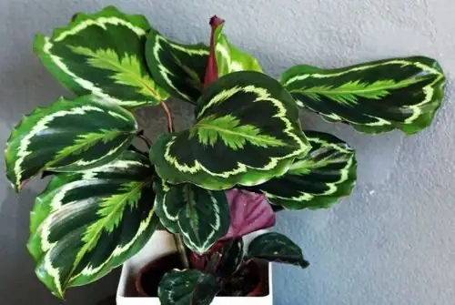 calathea roseopicta humidifier low mist