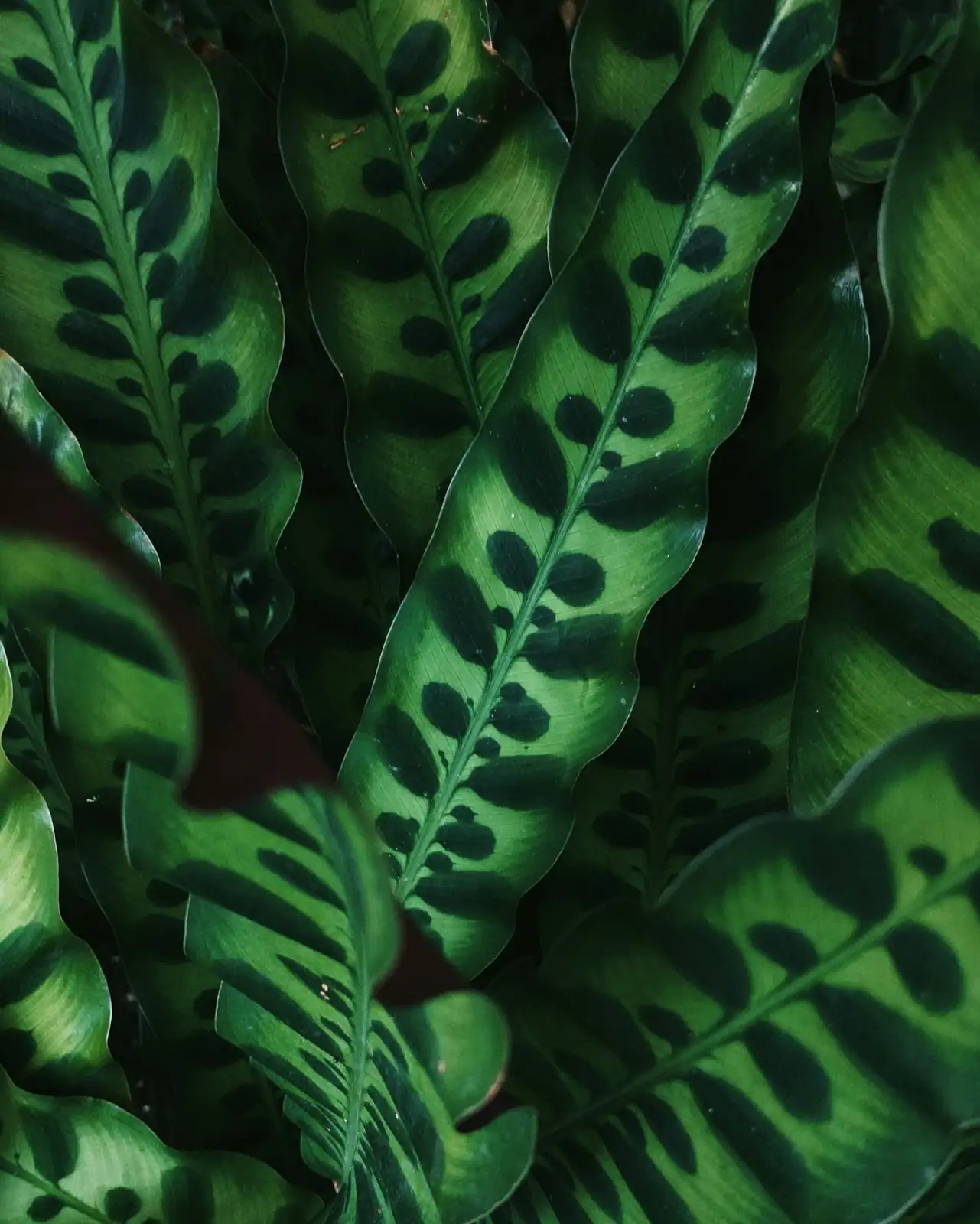calathea roseopicta rhizome close-up