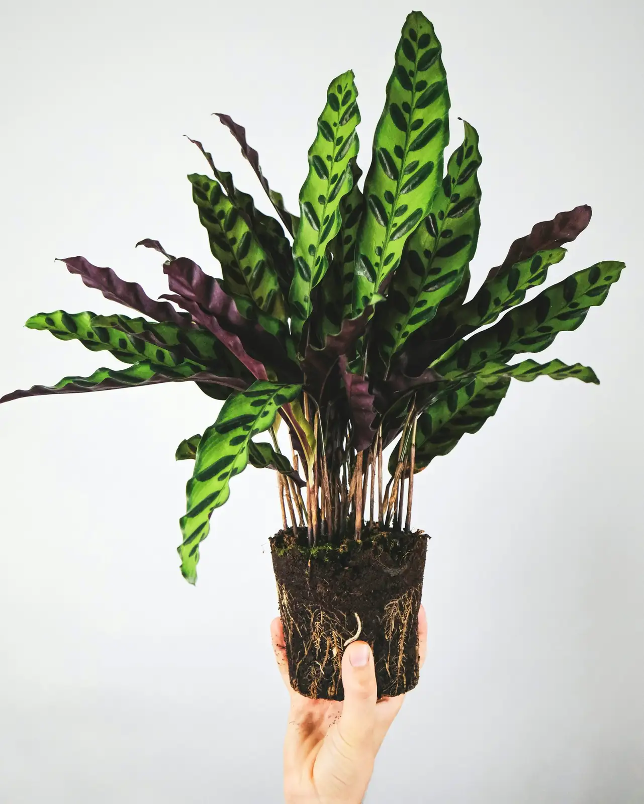 calathea roseopicta sand propagation pot