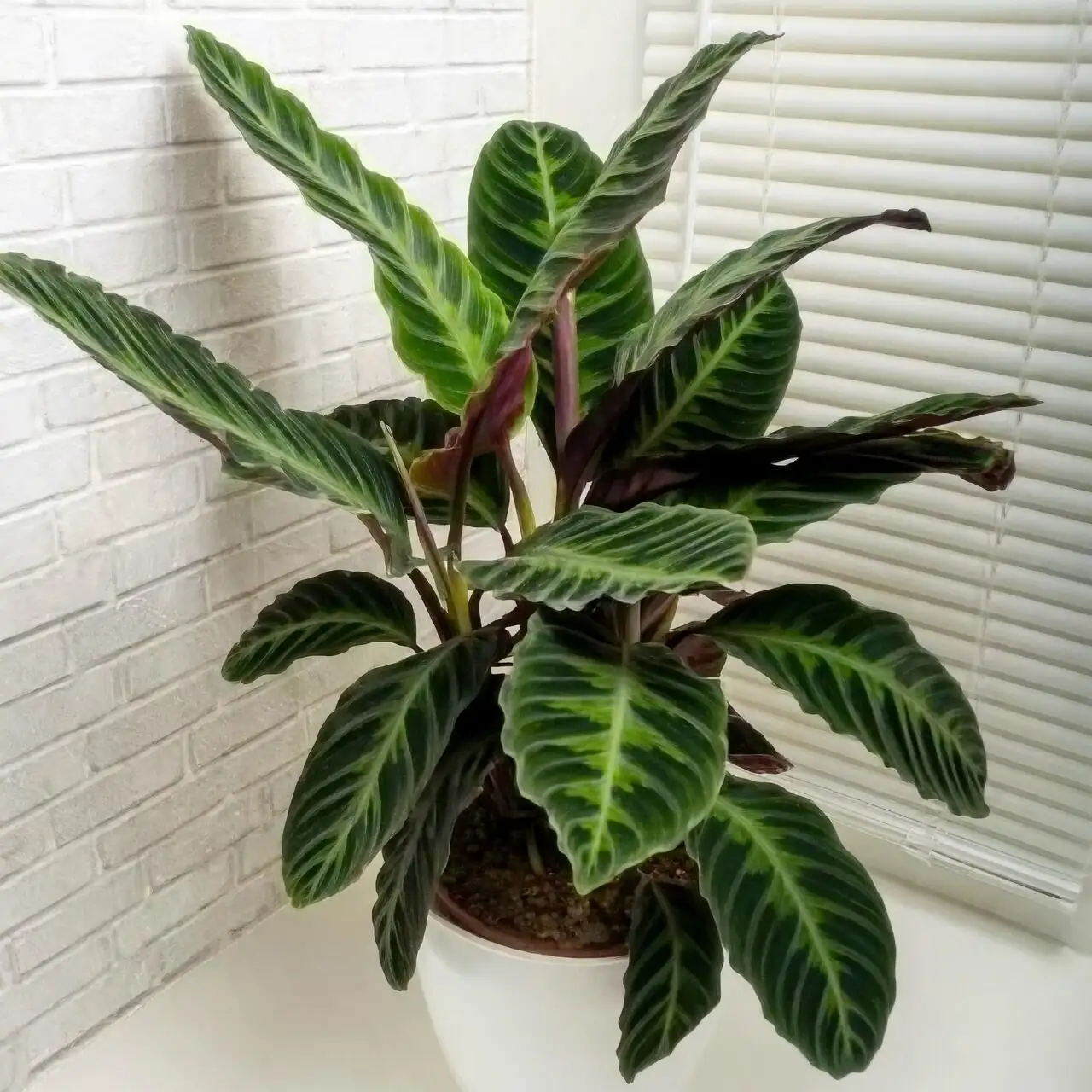 calathea roseopicta potting support pins