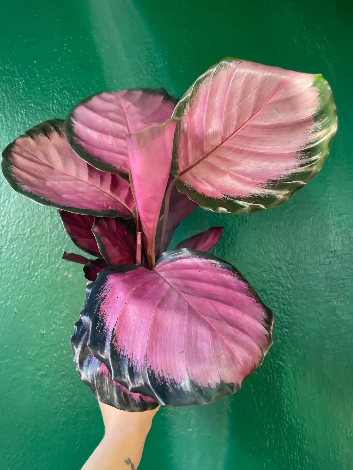 calathea roseopicta leaf inspection hand
