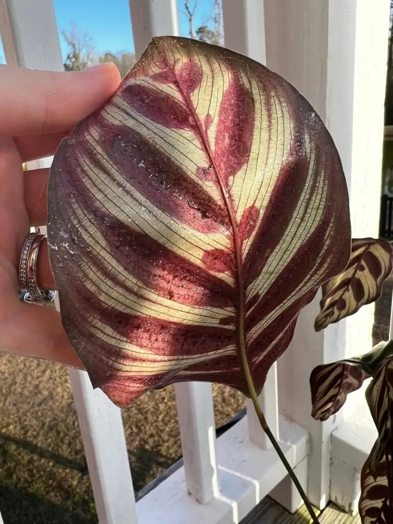 calathea roseopicta leaf underside pests