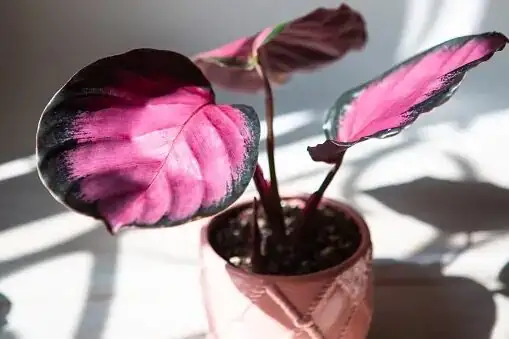 calathea medallion dottie rosy leaves