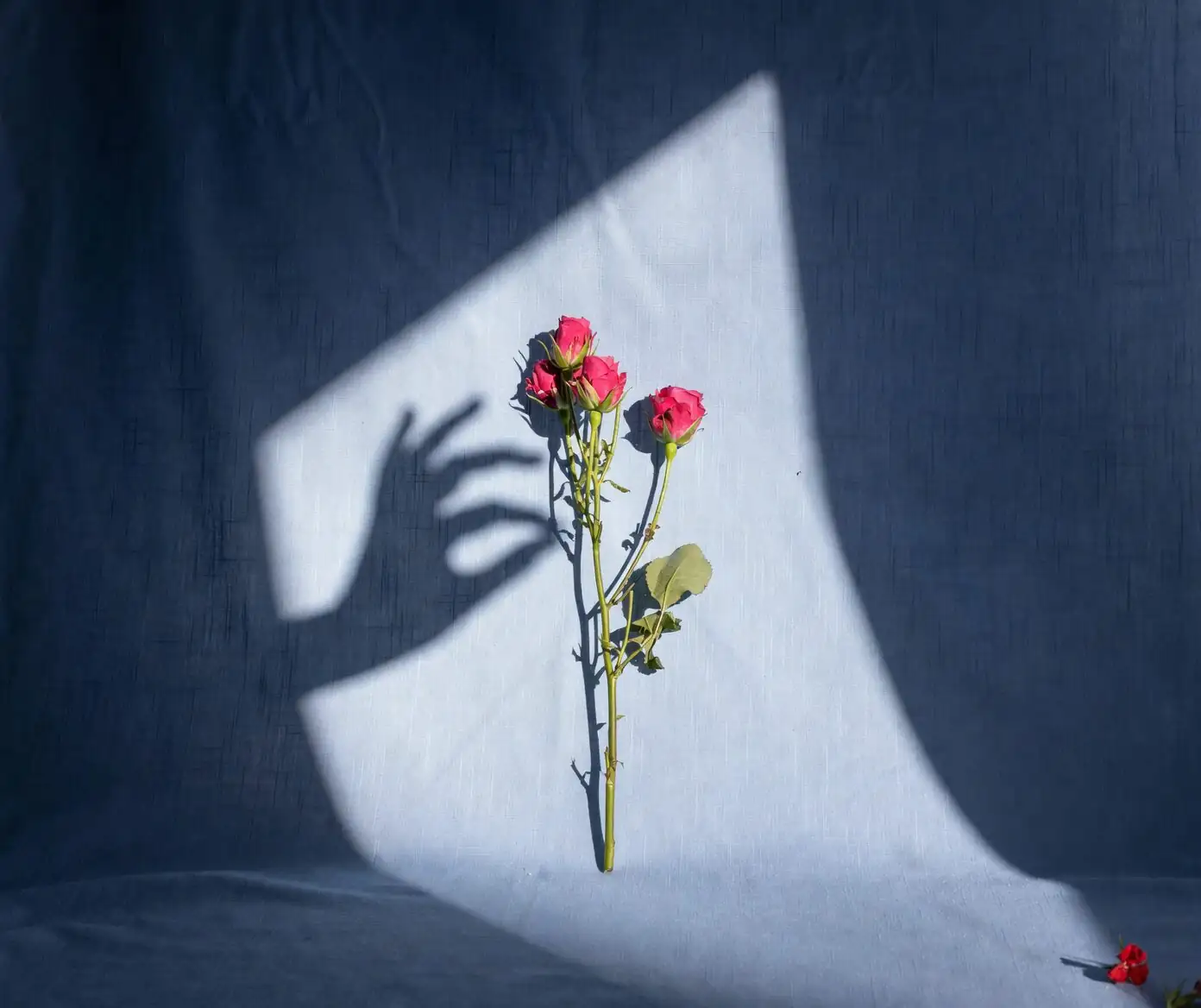 calathea roseopicta shadow test hand