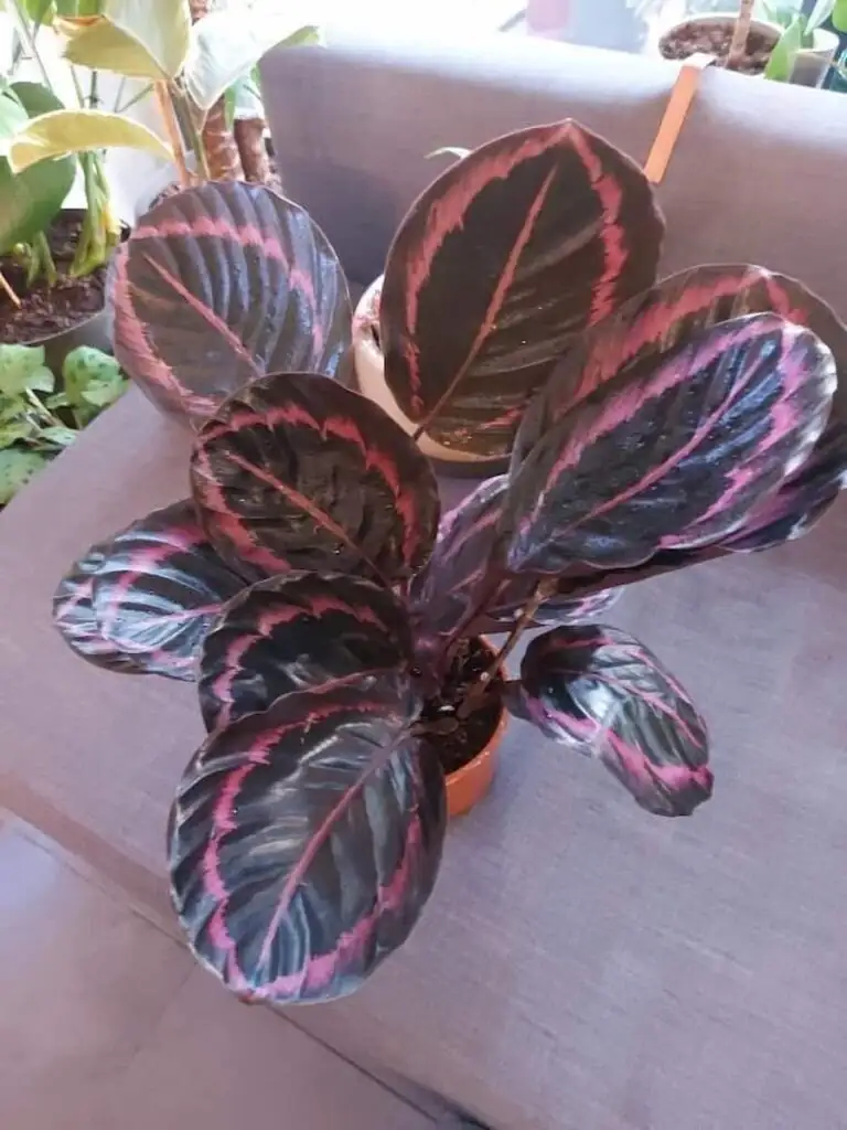 calathea roseopicta sheer curtain window
