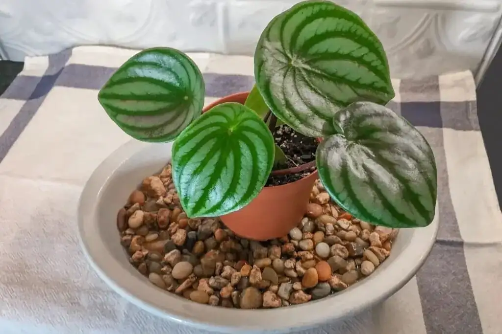 calathea roseopicta pebble tray setup