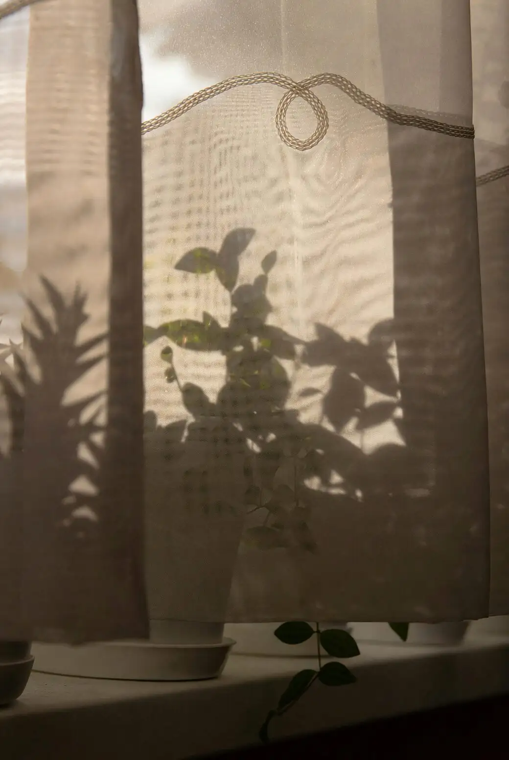 calathea roseopicta window sheer curtain