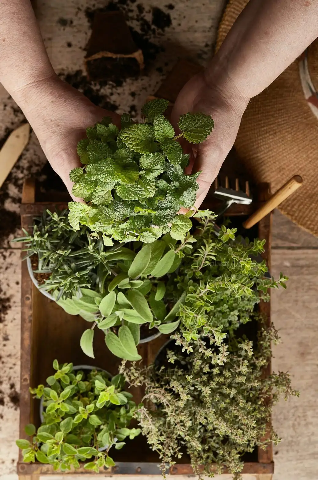 peppermint tip pruning hands