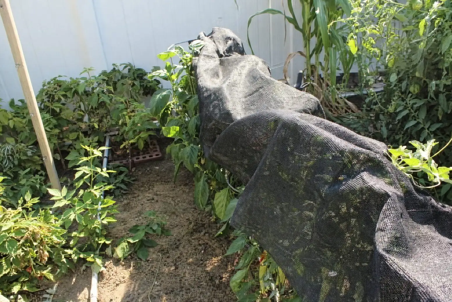 peppermint under shade cloth summer
