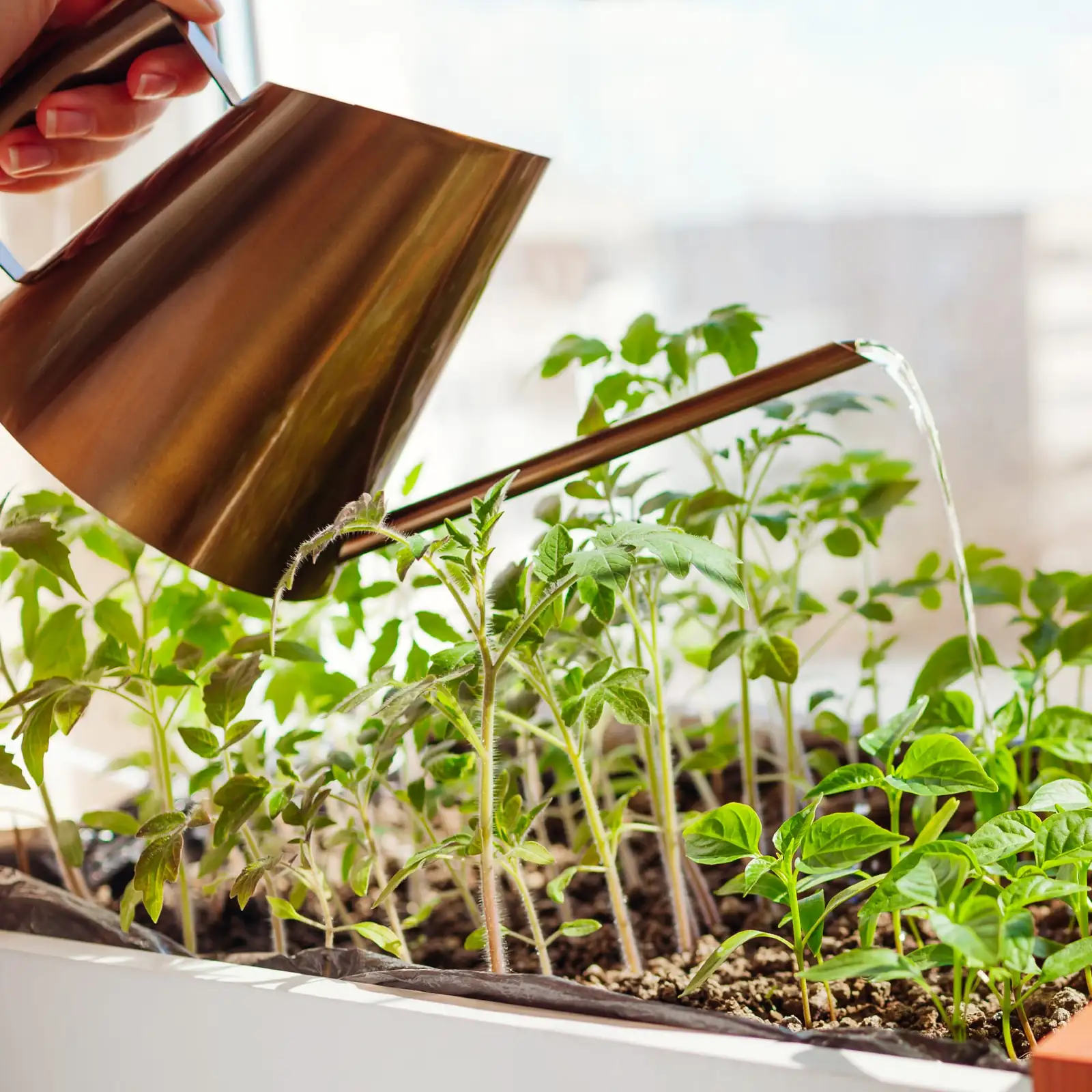 hand watering peppermint pot soil