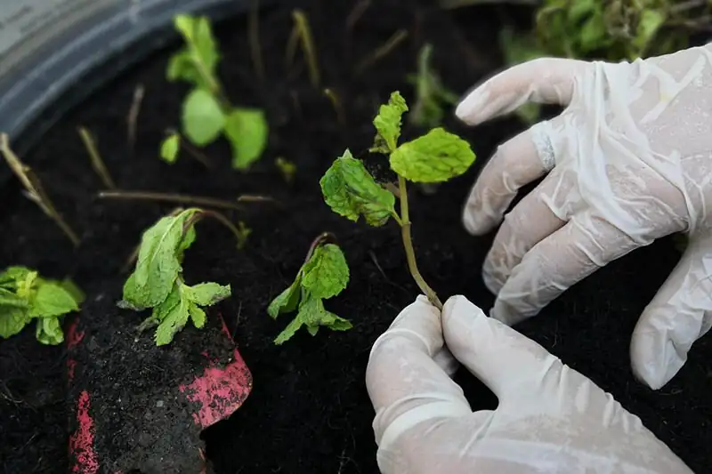 peppermint stem cuttings in vermiculite