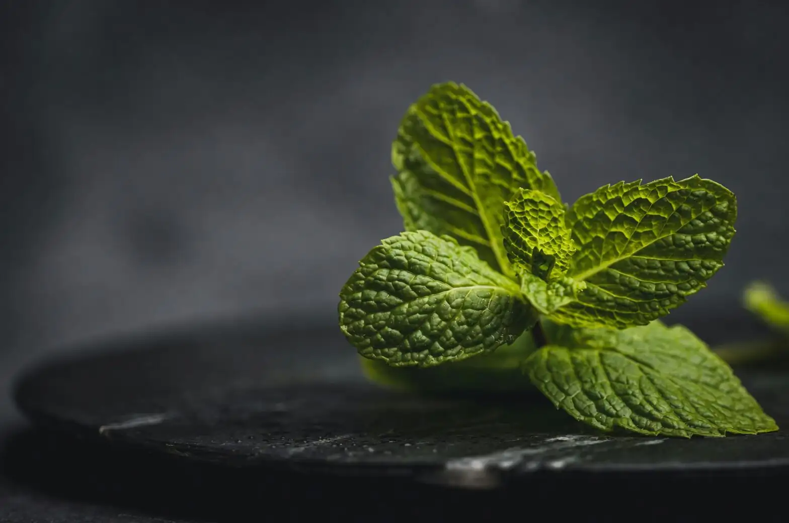叶子发白是晒伤还是白粉病？薄荷‘疑难杂症’快速判别与拯救指南