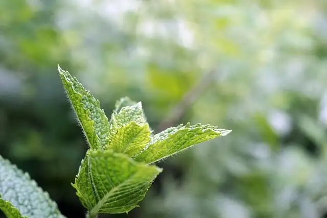 peppermint powdery mildew close-up