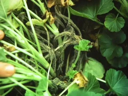 peppermint gray mold botrytis