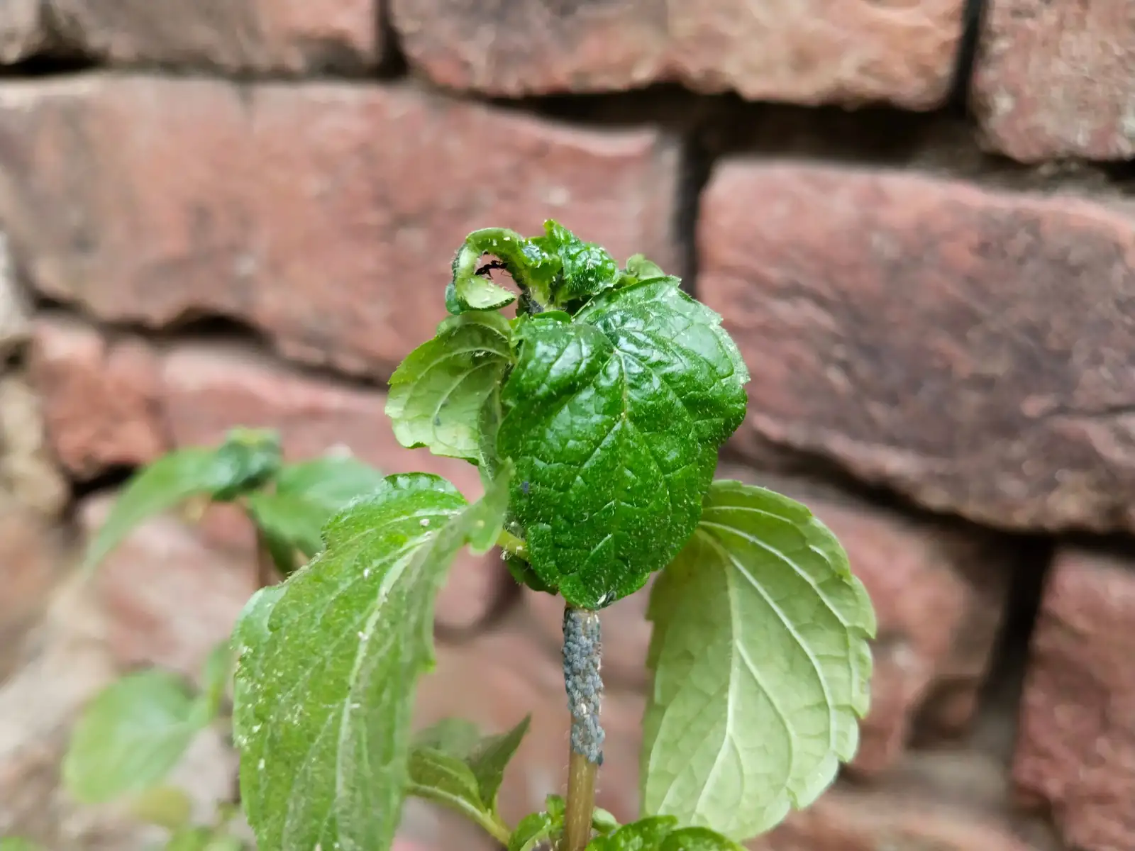 peppermint caterpillar leaf damage