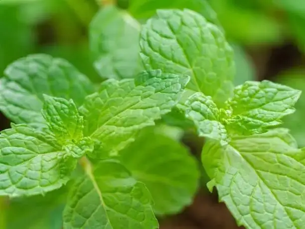 peppermint leaf trichomes close-up