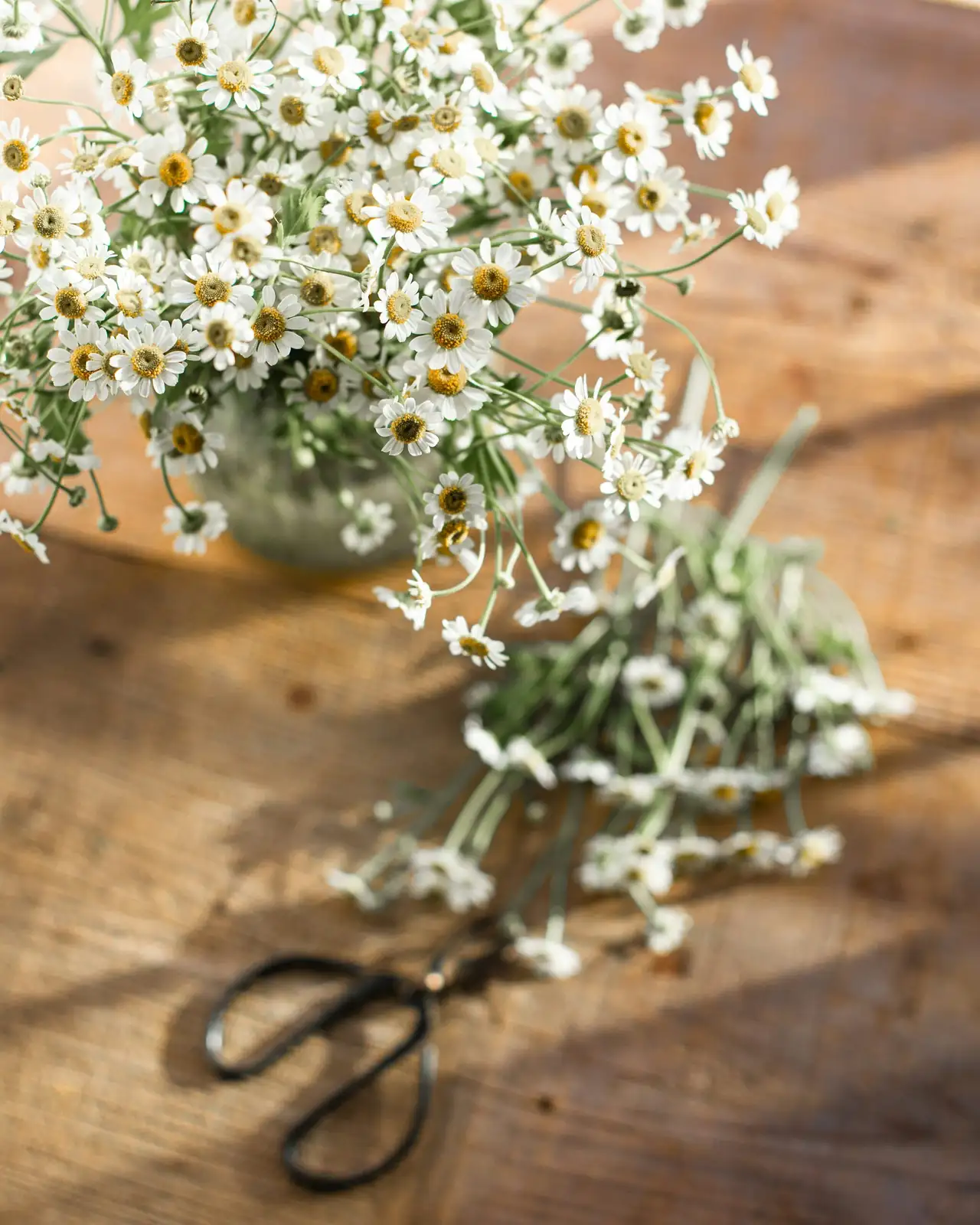 peppermint pruning with scissors